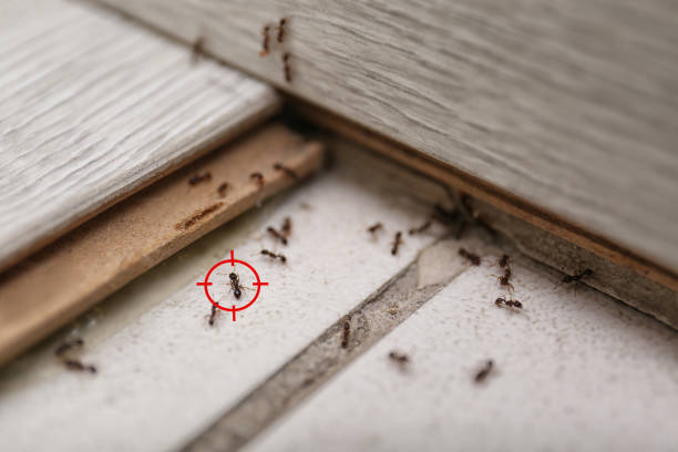 Best Affordable Pest Control Services  in Crookston, MN