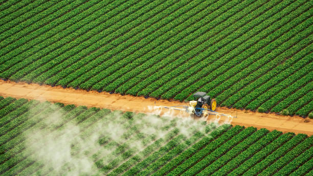 Best Termite Control Services  in Crookston, MN