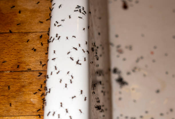 Best Wasp Removal Services  in Crookston, MN