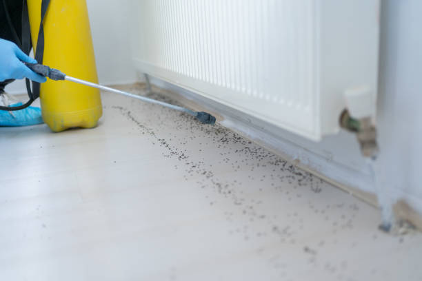 Best Wasp Removal Services  in Crookston, MN